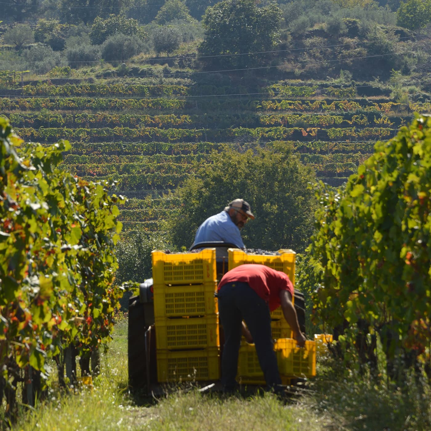 Lavoratori raccolgono l'uva nel vigneto