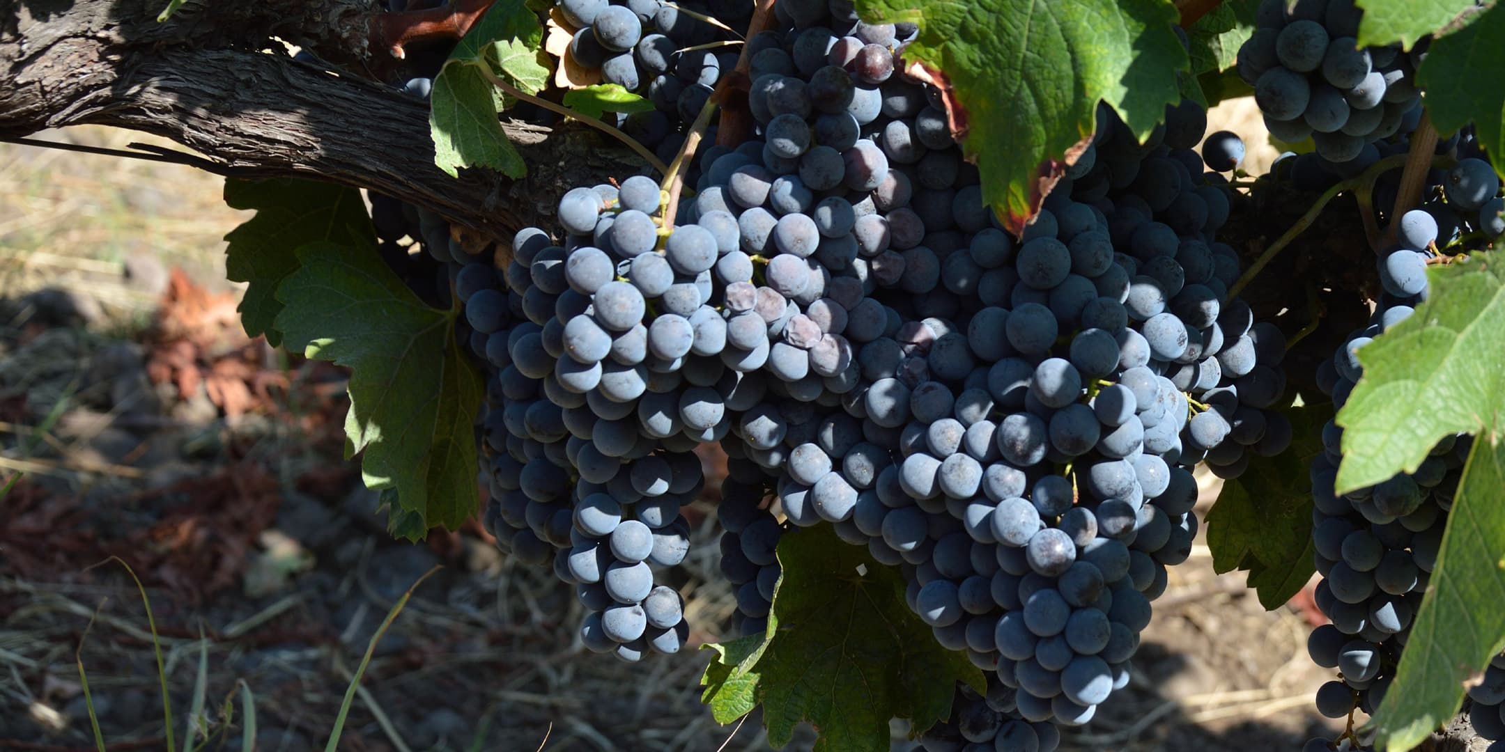 Grappoli d'uva dei vigneti Scilio