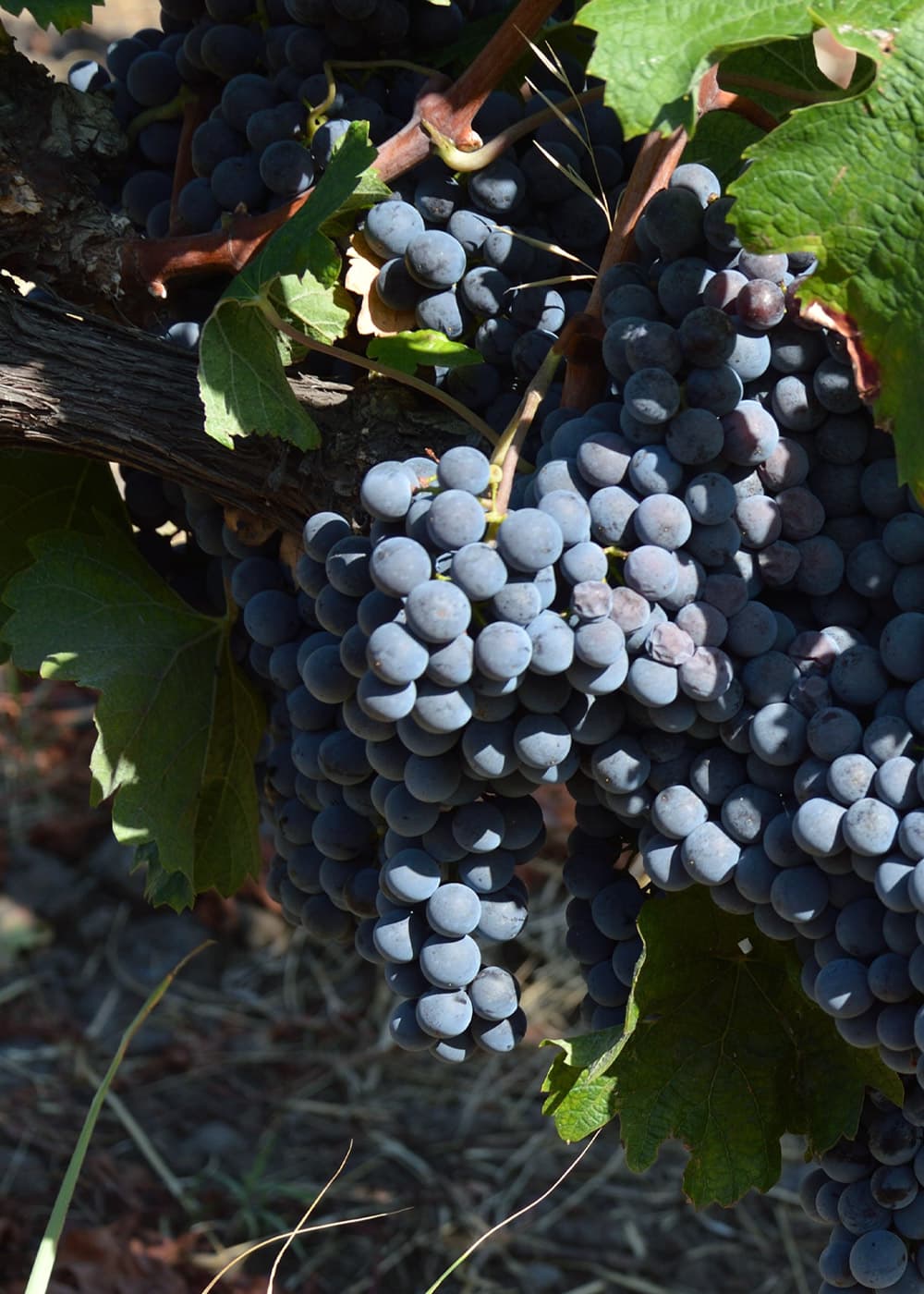 Grappoli d'uva dei vigneti Scilio