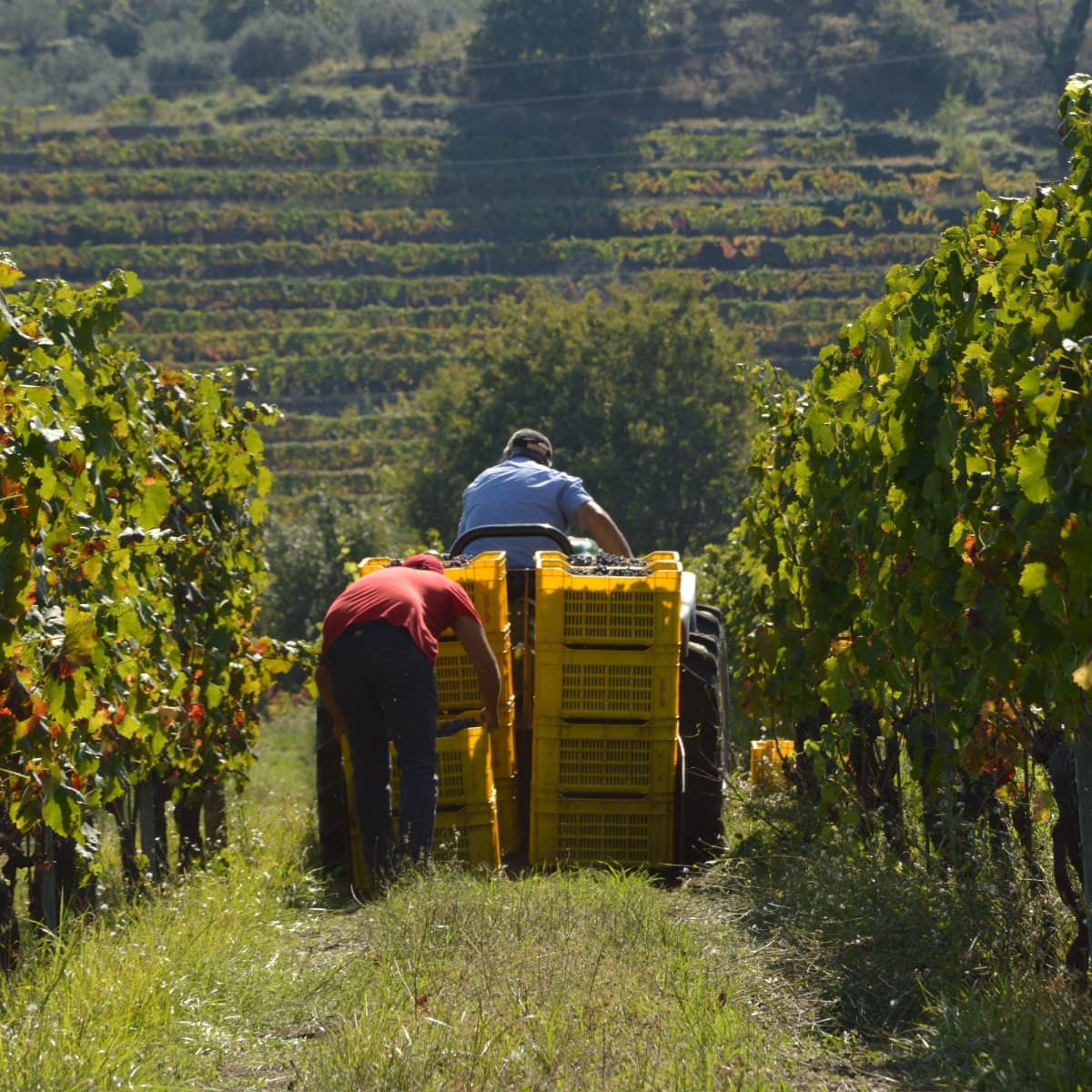 lavoratori nel vigneto Scilio