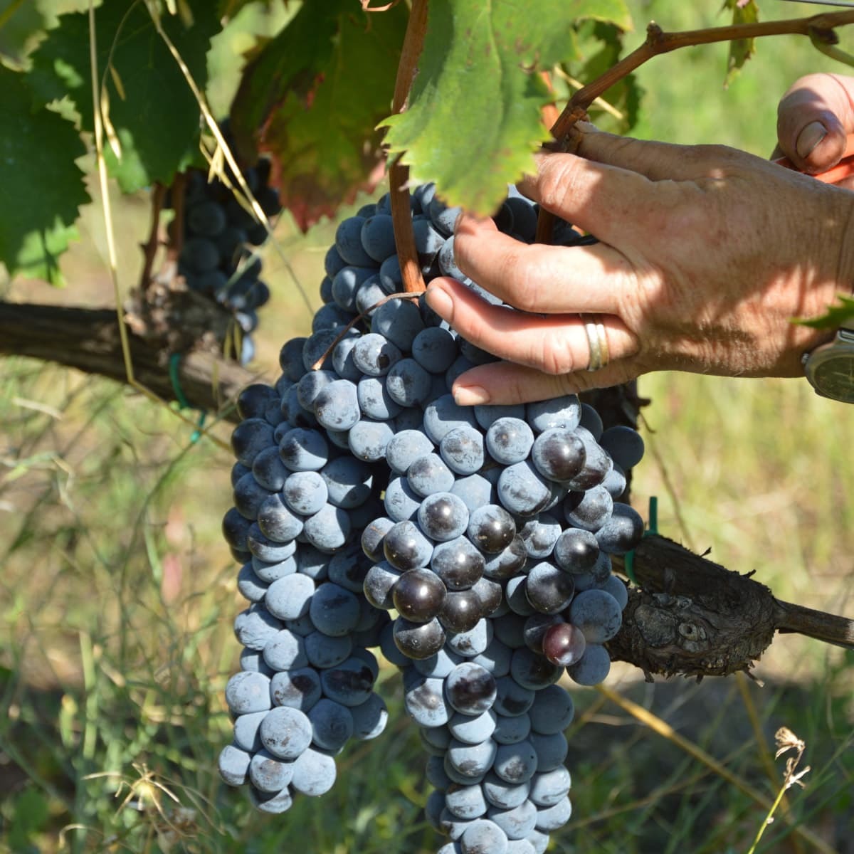 Grappoli d'uva